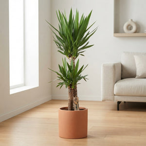 Yucca Green Houseplant – 24cm Pot, 160cm High
