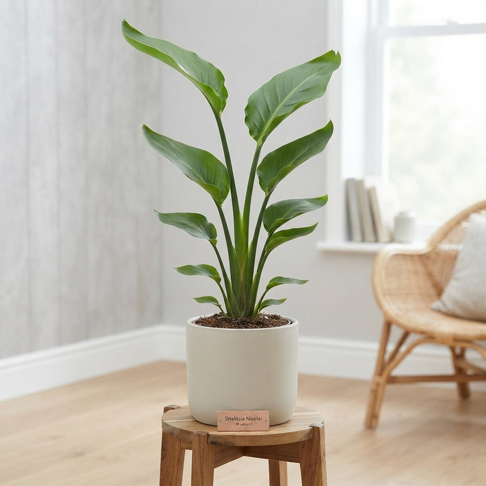 White Bird of Paradise (Strelitzia nicolai) – 19cm Pot
