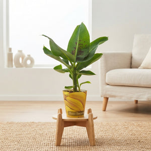 Musa Tropicana Banana Plant – 12cm Pot, 45cm High