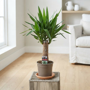 Yucca Maja Tree – 19cm Pot, 85cm High