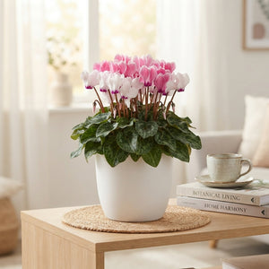 Small-Flowered Cyclamen persicum – 10.5cm Pot