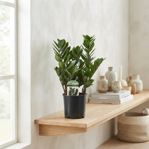 ZZ Plant (Zamioculcas zamiifolia) – 14cm Pot