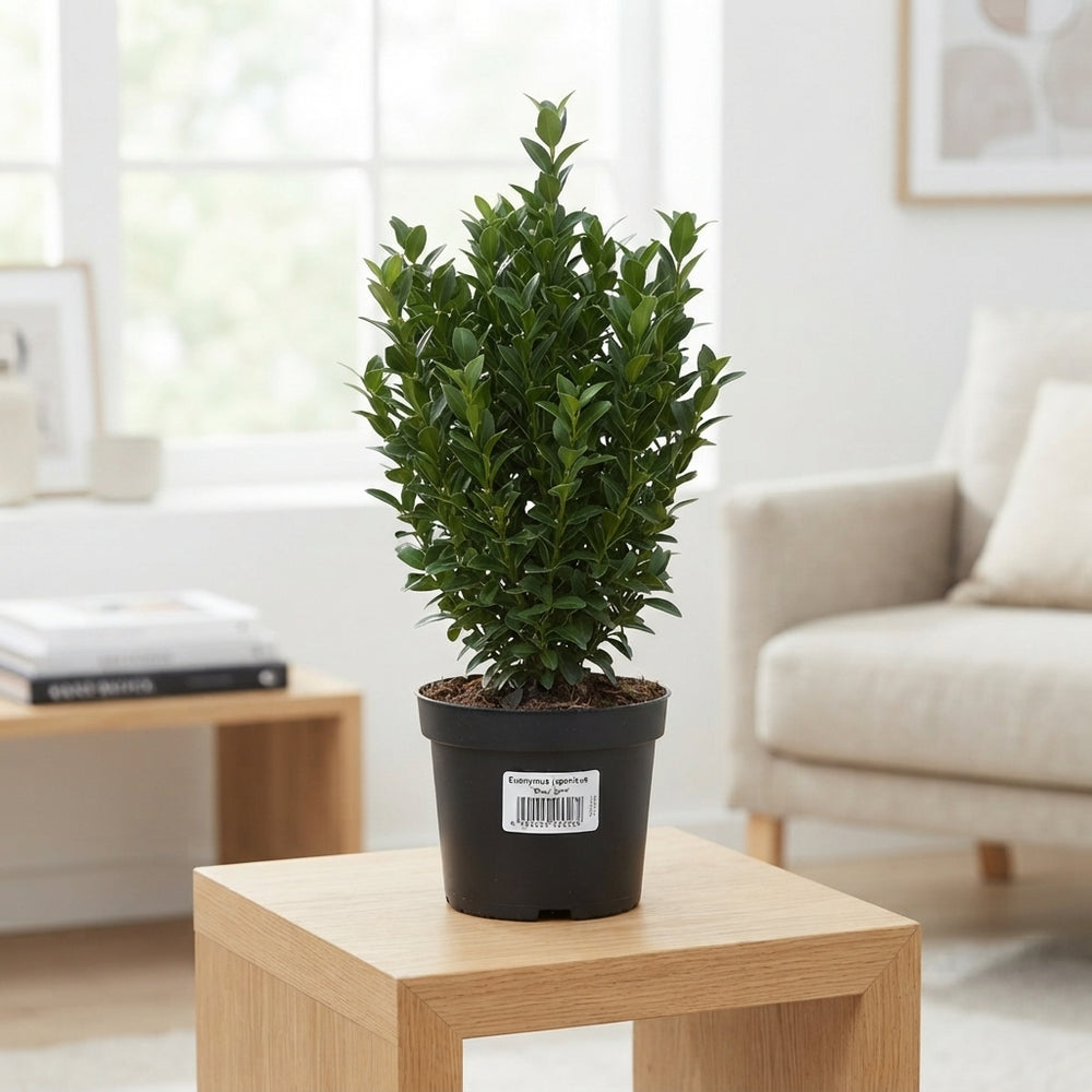 Euonymus japonicus 'Green Spire' – 17cm Pot