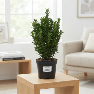 Euonymus japonicus 'Green Spire' – 17cm Pot