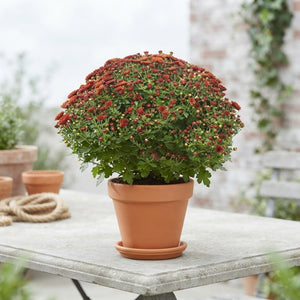 Chrysanthemum ‘Pat’ Garden Plant – 19cm Pot