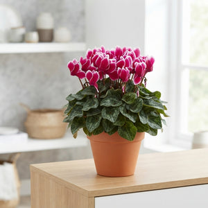 Cyclamen persicum ‘Allure Fuji’ – 12cm Pot