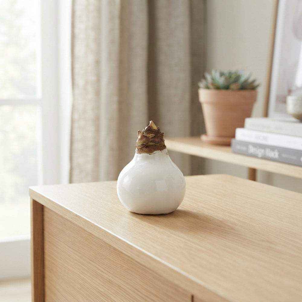 White Waxed Amaryllis Bulb (Hippeastrum)