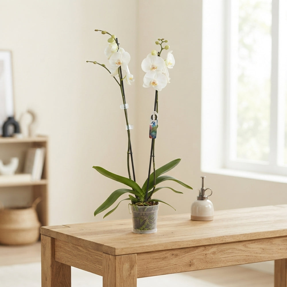 White Phalaenopsis Orchid – 12cm Pot, 75cm