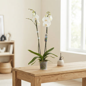 White Phalaenopsis Orchid – 12cm Pot, 75cm