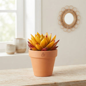 Rainbow Echeveria Succulent – 8.5cm Pot