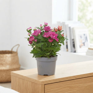 Golden Chrysanthemum (Chrysanthemum indicum) – 12cm Pot