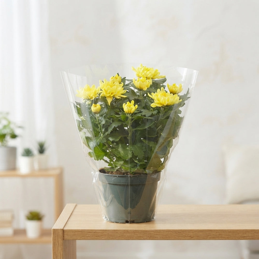 Yellow Chrysanthemum (Chrysanthemum indicum) – 23cm Pot