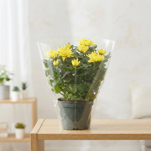 Yellow Chrysanthemum (Chrysanthemum indicum) – 23cm Pot