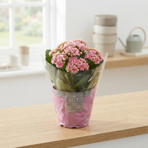 Mixed Kalanchoe Double – 12cm Pot, 25cm High
