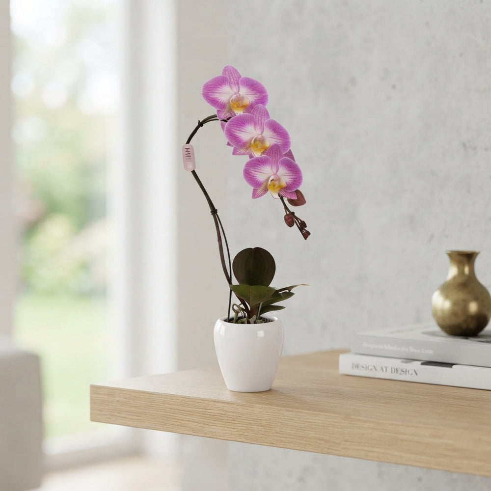 Swan Special Phalaenopsis Orchid – 7cm Pot