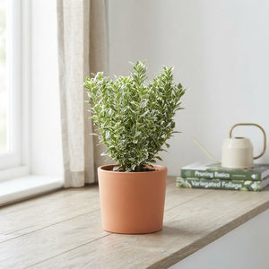 Euonymus japonicus 'Microphylla Alba' – 13cm Pot