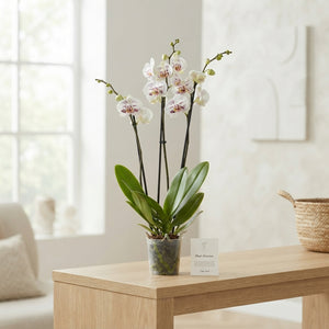 White Phalaenopsis Orchid – 12cm Pot, 70cm High