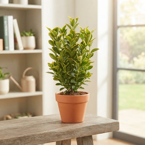 Golden Euonymus ‘Aureomarginatus’ – 13cm Pot