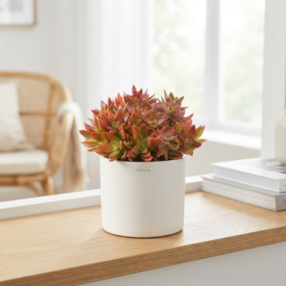 Crassula 'Campfire' Succulent – 8.5cm Pot