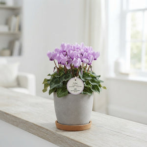 Lilac Persian Cyclamen (Cyclamen persicum) – 13cm Pot