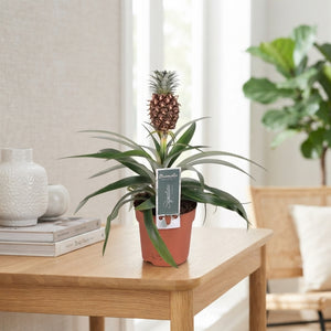 Dark Red Ananas ‘Mi Rosita’ – 12cm Pot
