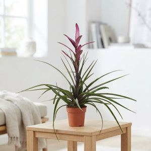 Purple Tillandsia Air Plant – 12cm Pot, 55cm High