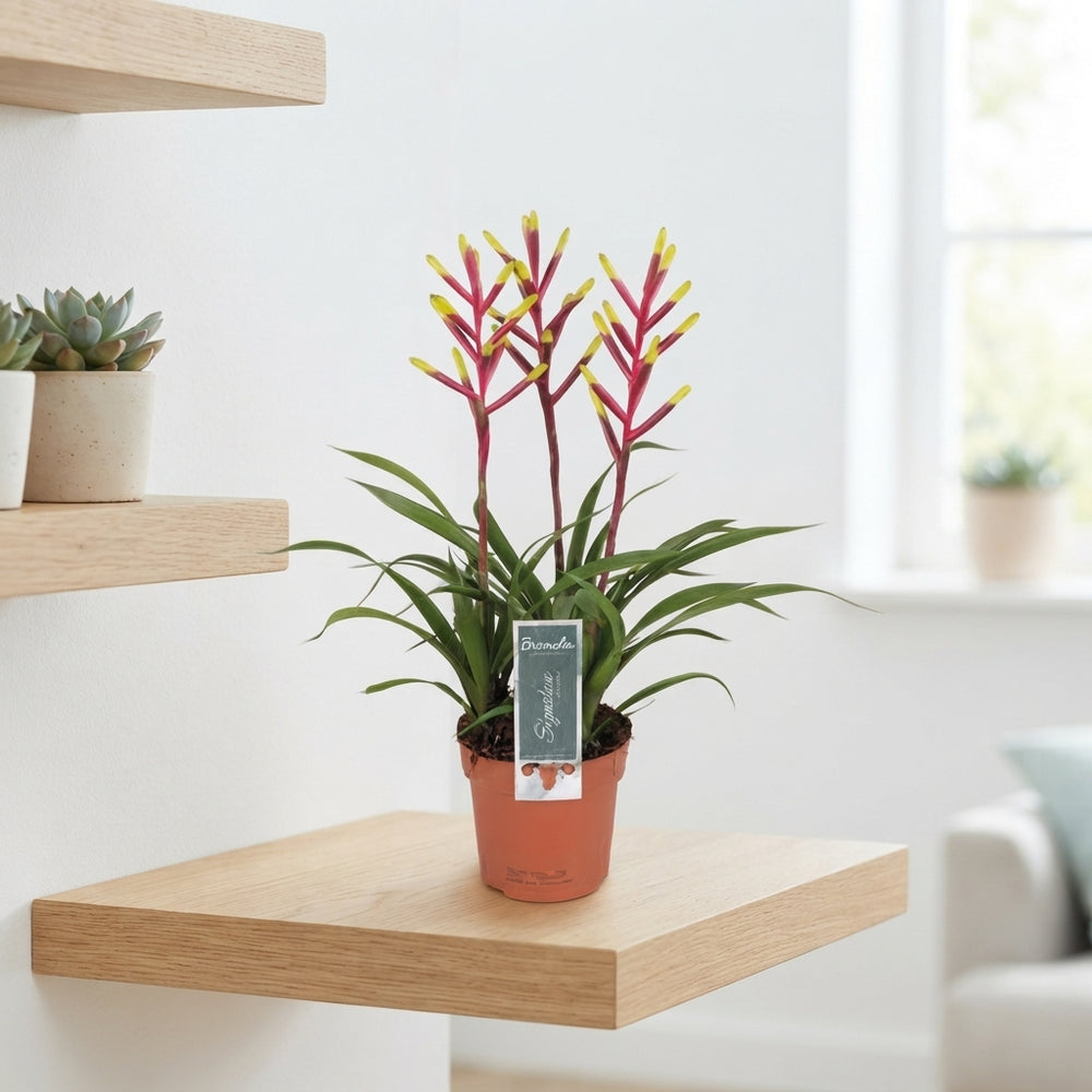 Pink Guzmania Bromeliad – 12cm Pot, 45cm Height