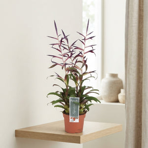 Tillandsia Flowering Houseplant – 12cm Pot, 55cm High