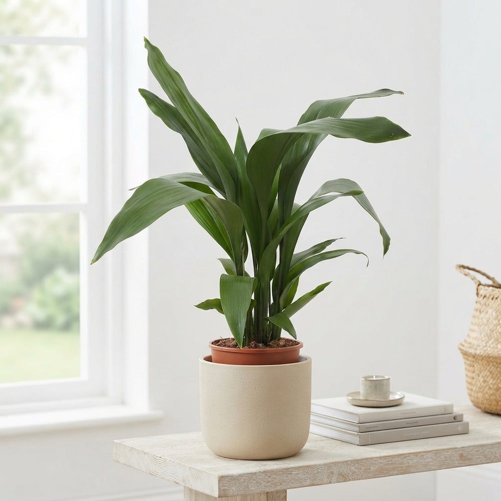 Cast Iron Plant (Aspidistra elatior) – 19cm Pot