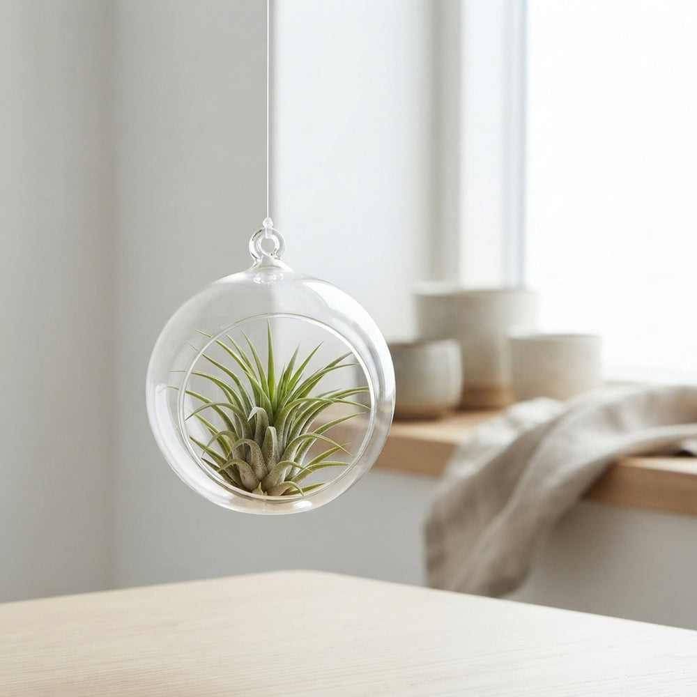 Air Plant Tillandsia in Glass Ball – 8cm