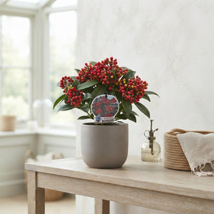 Japanese Skimmia (Skimmia japonica Reevesiana) – 15cm Pot