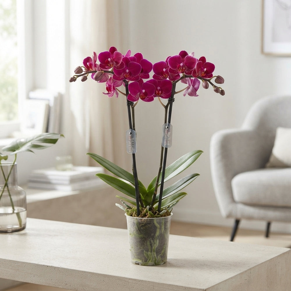 Mixed Phalaenopsis Orchid – 9cm Pot, 45cm Tall