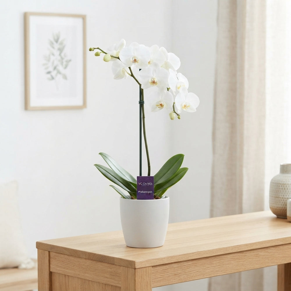 White Phalaenopsis Orchid – 12cm Pot, 50cm