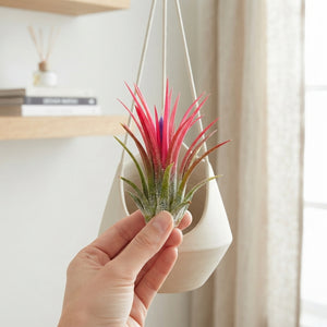 Tillandsia ‘Fuego Red’ Air Plant – 6cm