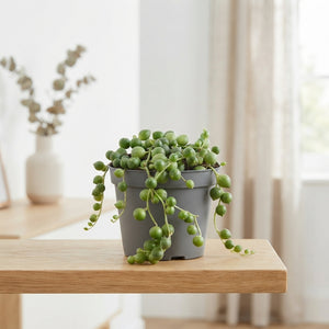 String of Pearls (Senecio rowleyanus) – 6cm Pot