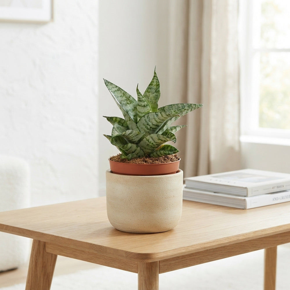 Silver Grey Sansevieria – 6cm Pot