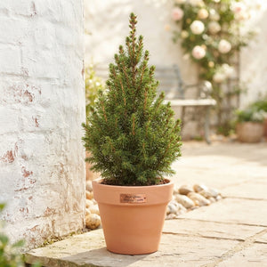 Perfecta White Spruce (Picea glauca) – 15cm Pot