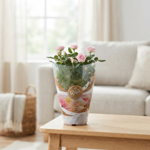 Rose ‘Favourite’ – 17cm Pot, 40cm High