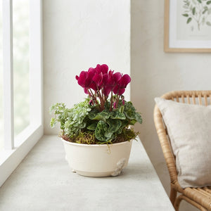 All Saints Seasonal Plant Arrangement – 14cm Zinc Pot