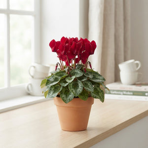 White Cyclamen persicum ‘Picasso’ – 10.5cm Pot
