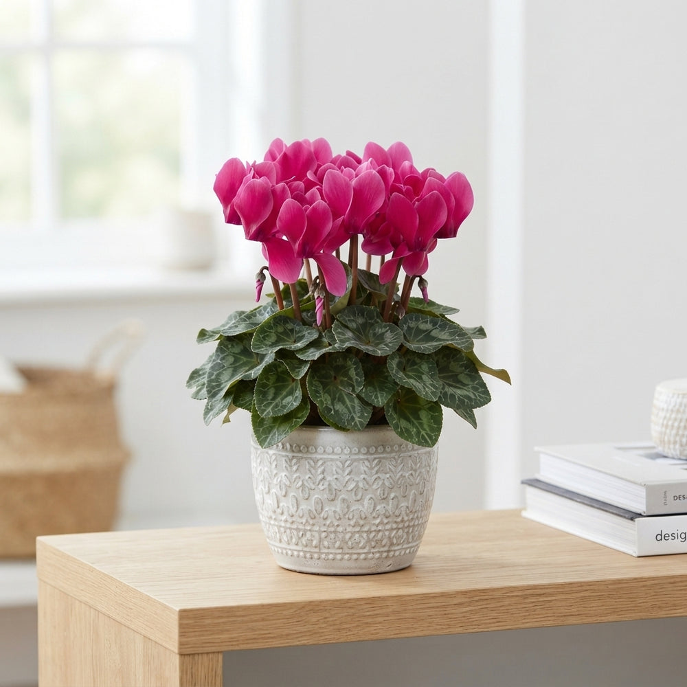 Mixed Large-Flowered Cyclamen (Cyclamen persicum) – 13cm Pot