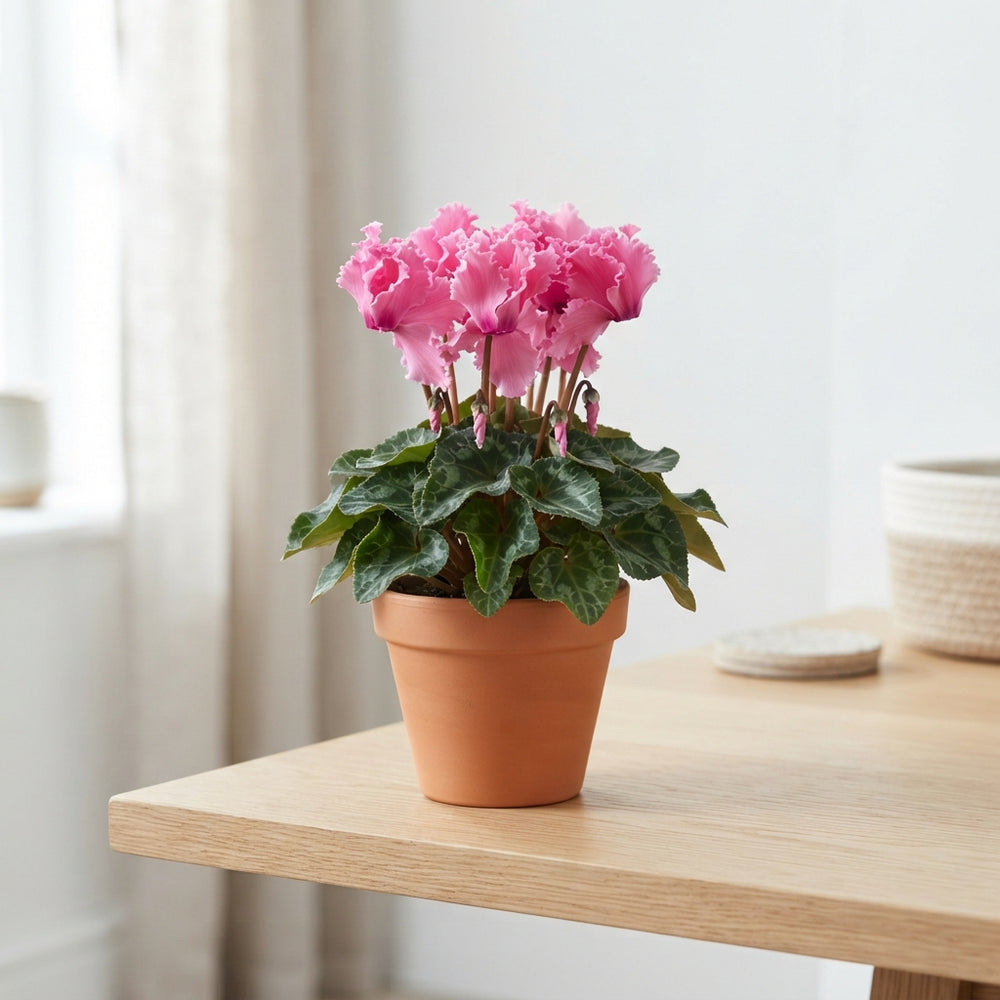 Large-Flowered Cyclamen persicum ‘Super Serie’ – 13cm Pot
