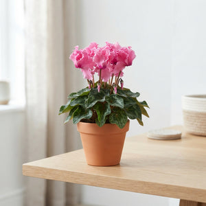 Large-Flowered Cyclamen persicum ‘Super Serie’ – 13cm Pot