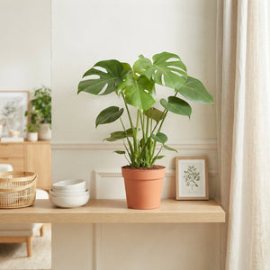 Swiss Cheese Plant (Monstera deliciosa) – 14cm Pot