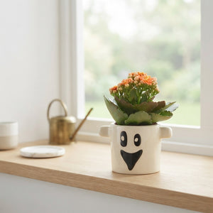 Double Kalanchoe Flowering Houseplant – 6cm Pot