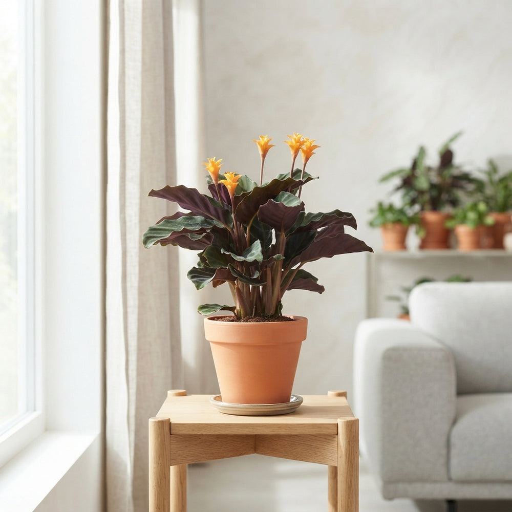 Orange Calathea Crocata – 14cm Pot, 35cm Height