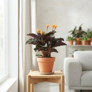 Orange Calathea Crocata – 14cm Pot, 35cm Height