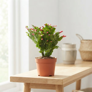 Mixed Schlumbergera Christmas Cactus – 17cm Pot