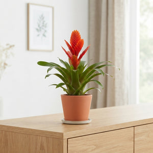 Mixed Vriesea Bromeliad – 12cm Pot, 40cm High