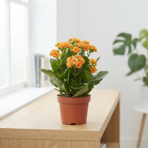 Orange Double Kalanchoe – 12cm Pot
